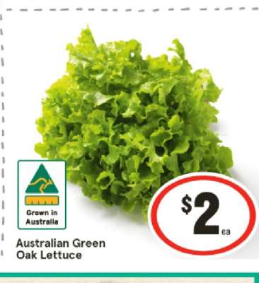 Australian Green Oak Lettuce