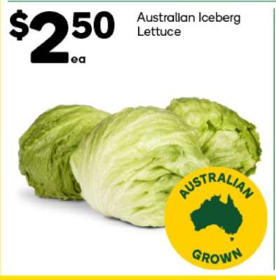 Australian Iceberg Lettuce
