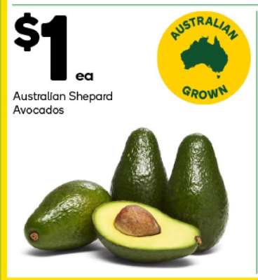 Australian Shepard Avocados
