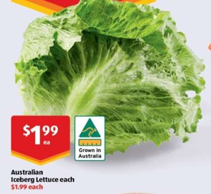 Australian Iceberg Lettuce